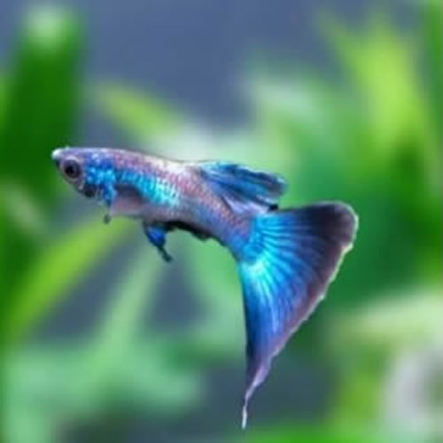 Blue Moscow Gappy.webp