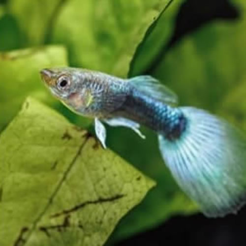 Blue Neon Gappy.webp