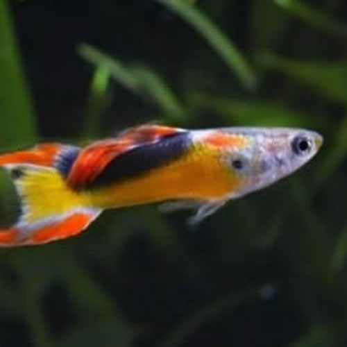 Endler Golden Jet.webp