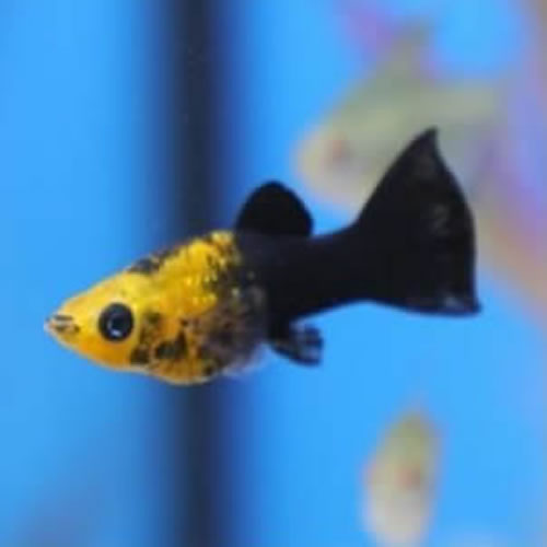 Gold Dust Molly.webp