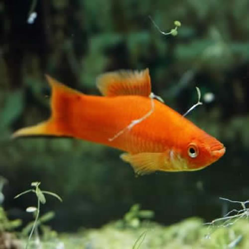 Orange Molly
