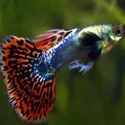 Red Cobra Gappy.webp